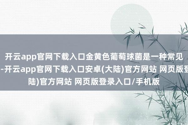 开云app官网下载入口金黄色葡萄球菌是一种常见的食源性致病菌-开云app官网下载入口安卓(大陆)官方网站 网页版登录入口/手机版